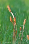 Acker-Schachtelhalm (Equisetum arvense)